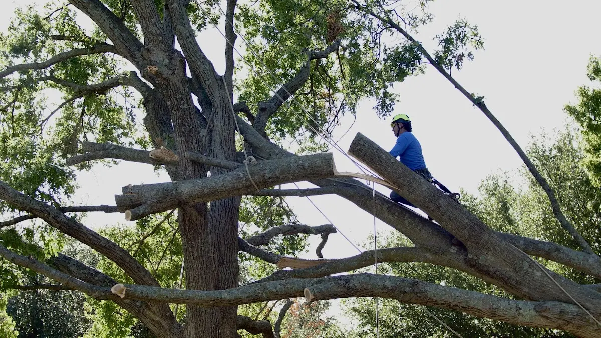 Professional Hazardous Tree Removal performed by certified arborists in Wyano